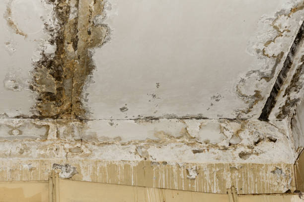 Trusted Fremont, CA Mold Remediation Experts